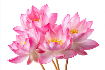 Fototapeta premium Pink water lilies in full bloom with vibrant petals. Aquatic floral beauty isolated on white background, highlighting delicate texture and natural elegance. 