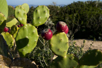 Prickly pear cactus with vibrant red fruit growing in a sunny desert landscape surrounded by lush greenery
