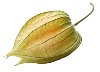 Shade flower seed png flower seed png garden seed png plant seed png shade tolerant seed png isolated on white background image