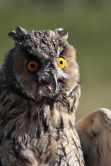 bird