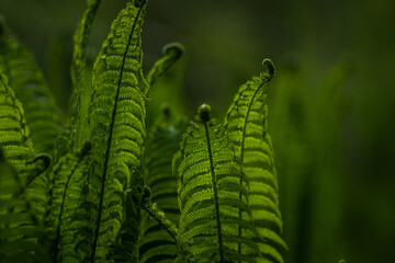 Closeup view of vivid fern leaves in focus.