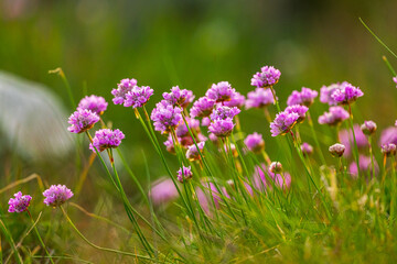 Cluster of pink sea thrift flowers in bloom.
