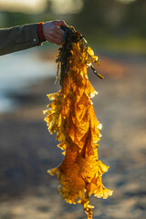 Hand holding golden kelp at seashore. © Trygve