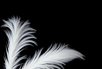 Obraz premium Delicate white bird feathers, pristine and fluffy, against a stark black backdrop, black, pattern