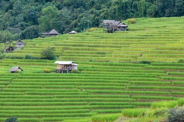 View of rice terrace in the valley with a traditional rural house located in Chiangmai province, Northern of Thailand