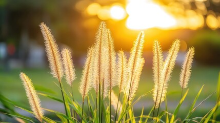 Sunlit Grass Blades with Soft Fluffy Tips Against Blurry Sunset