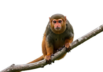 Fototapeta premium Golden Lion Tamarin on Branch isolated on transparent background