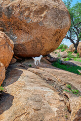 African landscape, huge rocks in the hills, baby goat walking by, bush view, blue sky cumulus clouds, and bushveld green