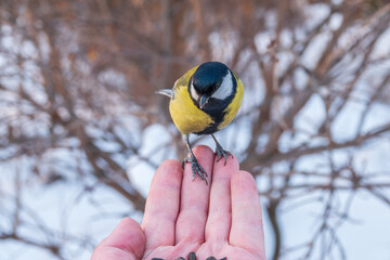 A tit sits on a man's hand and eats seeds.