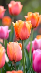 Fototapeta premium Vibrant, peachy-orange and rosy-pink tulips in a spring garden setting, showcasing delicate petals and gentle light.