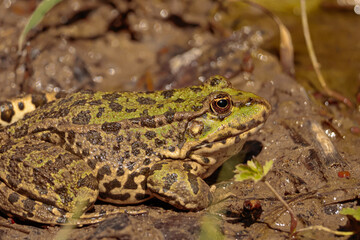 frog