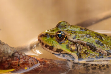 frog