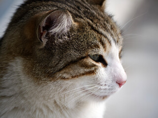 A close up of the side of a tabby cat's head its beautiful green eyes and striped fur pattern are highlighted in this intimate and serene animal portrait