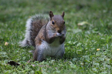 Obraz premium Brown Gray Squirrel Eating nuts