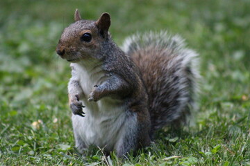 Obraz premium Brown Gray Squirrel Eating nuts
