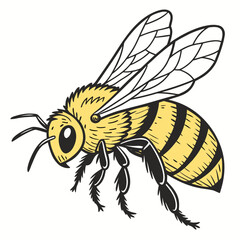 Handdrawn illustration of a yellow and black striped bee with detailed wings and legs