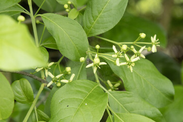 Fleurs d'Euonymus europaeus