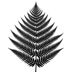 Black fern frond