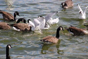 Fototapeta premium Geese waiting for bread at Pymatuning Lake