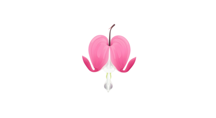 Bleeding heart flower blossom illustration isolated PNG with Transparent Background