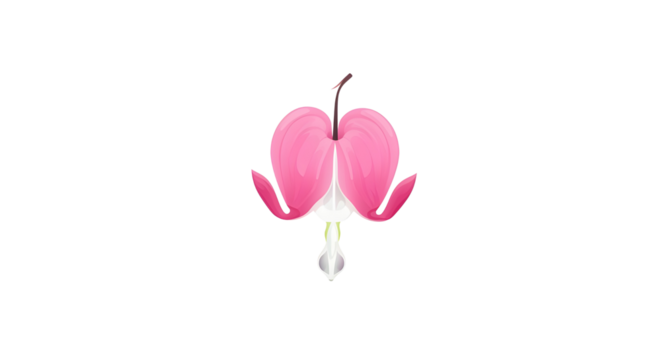 Bleeding heart flower blossom illustration isolated PNG with Transparent Background