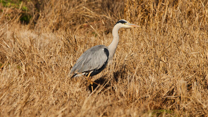 grey heron lures motionless for prey