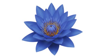 Blue lotus flower with golden center isolated PNG with Transparent Background