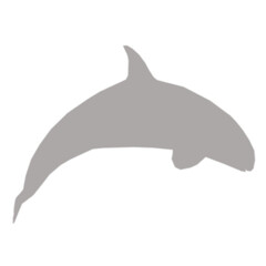 Gray orca whale silhouette on black background