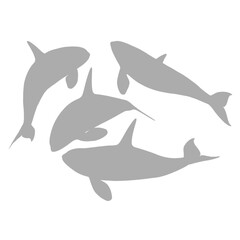 Group of orcas swimming together silhouette