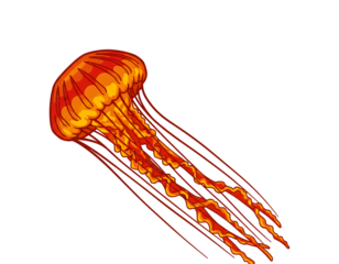 燃えるようなクラゲ、幻想的な深海生物イラスト