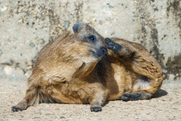 Rock Hyrax sitting on rocks  and scratching its head