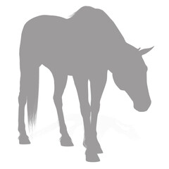 A gray horse standing with its head down silhouette