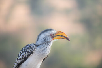 red billed hornbill