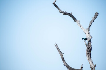 bird on tree