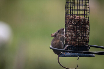 Field mouse on a feeder