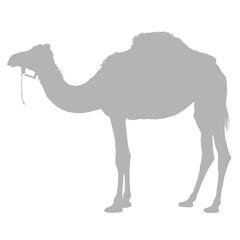 A single camel standing in profile silhouette