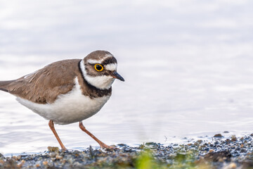 Little ringed plover (Charadrius dubius), bird standing on the lake shore