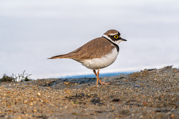 Little ringed plover (Charadrius dubius), bird standing on the lake shore