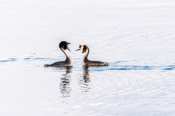 Mating games of two water birds Great Crested Grebes. Two waterfowl birds Great Crested Grebes swim in the lake with heart shaped silhouette