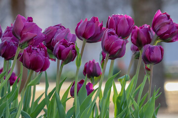 Purple Tulip Blooms
