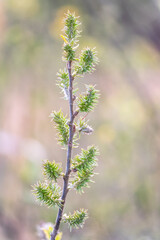 Nature awakes in spring. Blooming willow twigs and furry willow-catkins, so called seals or cats. Holly willow, Salix caprea, is a national symbol of Ukraine.
