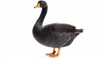 Elegant goose stands orange legs visible