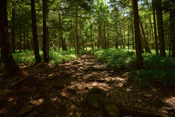 緑溢れる登山道