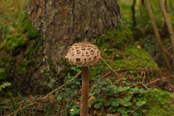 The umbrella mushroom is mottled. Nature. Photo of a mushroom growing in the forest.