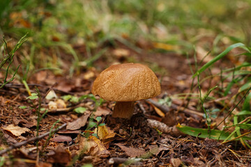 A white mushroom growing in a wooded area. The beauty of nature. Boletus edulis.