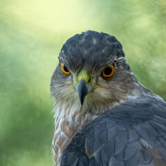 A Cooper's Hawk perched in a pine tree