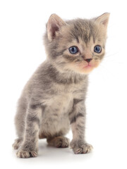 Fototapeta premium Adorable gray kitten isolated on white background