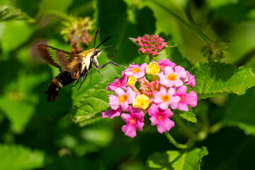 A Snowberry Clearwing Hummingbird moth feeding on pink lantana flowers