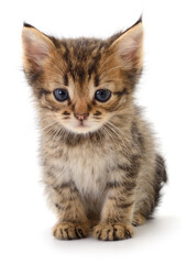 Cute tabby kitten isolated on white background