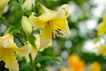 Obraz premium Yellow lily flower blooming in garden close up